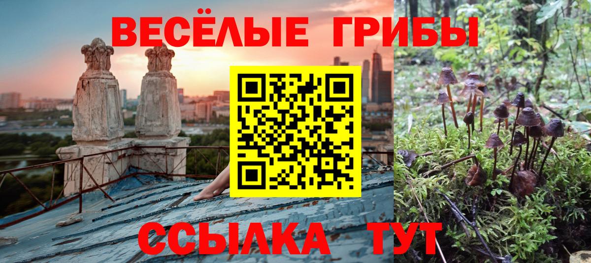 Галлюциногенные грибы Cubensis  Галлюциногенные грибы Cubensis  Новоалександровск  Вход с VPN 